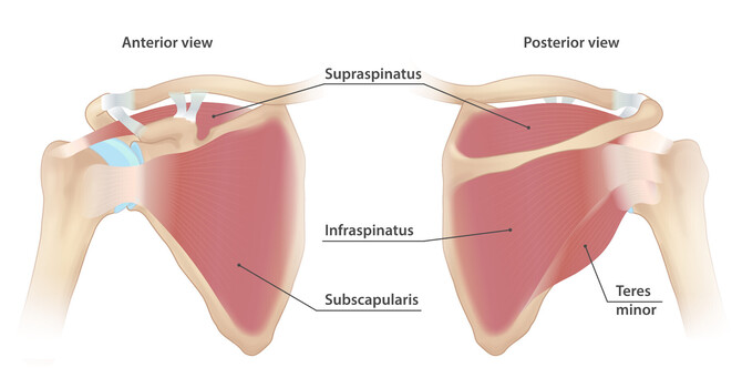 Understanding Rotator Cuff Injuries and Your Treatment Options